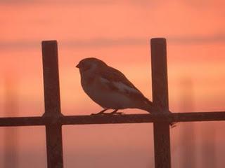 Escribano nival en el crepúsculo