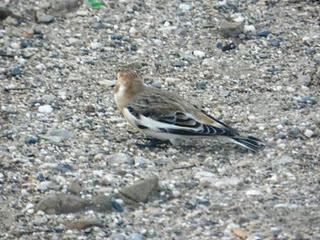 Escribano nival en el crepúsculo
