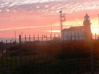 Escribano nival en el crepúsculo