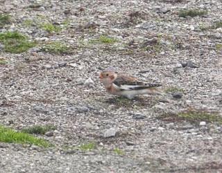 Escribano nival en el crepúsculo