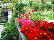 Plantas distintas alturas