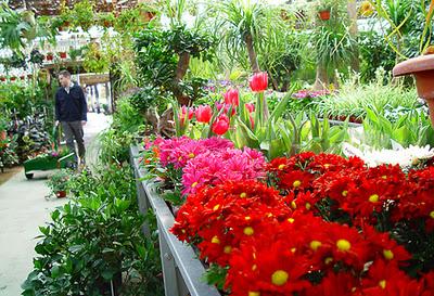 Plantas en distintas alturas