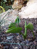 Cala (Zantedeschia aethiopica.)