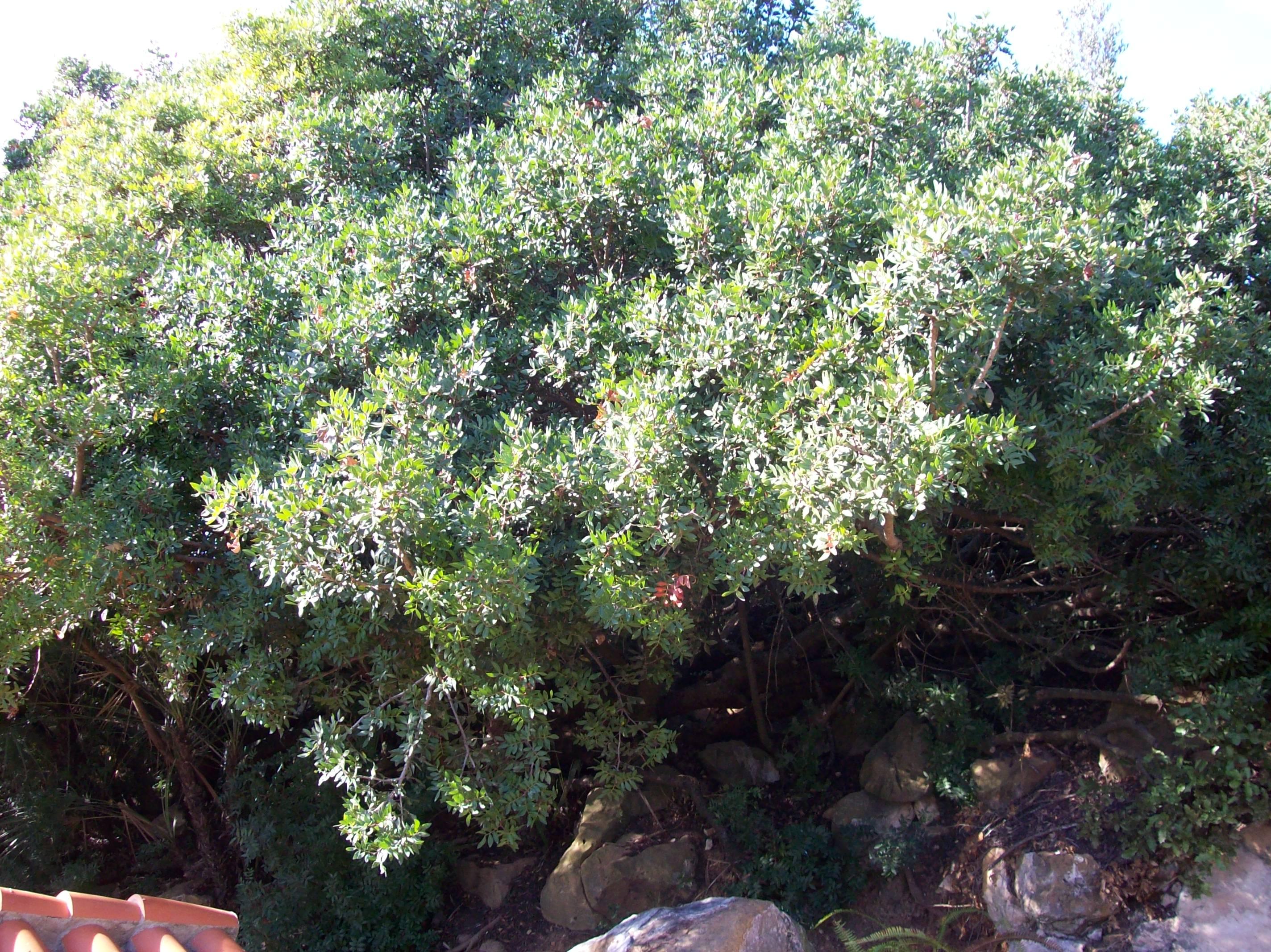 Lentisco (Pistacia lentiscus)