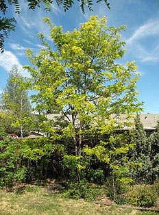 Acacia tres espinas (Gleditsia triacanthos L)