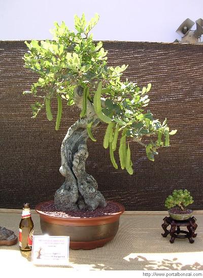 Principales especies utilizadas como bonsái