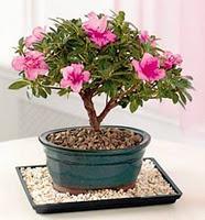 Principales especies utilizadas como bonsái