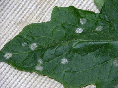 Como hacer un bonsái desde 0. Como hacer bonsái desde 0.