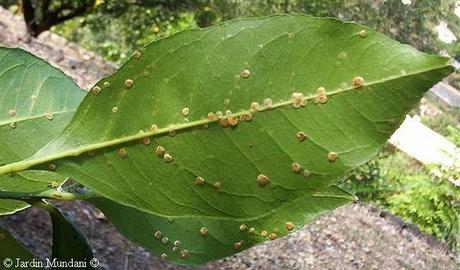 Como hacer un bonsái desde 0. Como hacer bonsái desde 0.