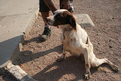 SAGRES en los huesos, SE MUERE DE PENA EN EL CANIL.