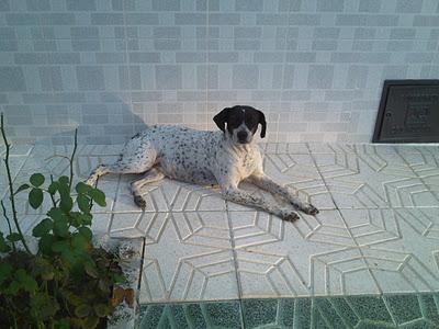 ALCOLEA  POINTER HEMBRA PROBABLEMENTE PREÑADA Y EN LA CALLE. PUEBLO DE  SEVILLA. MUY URGENTE!!