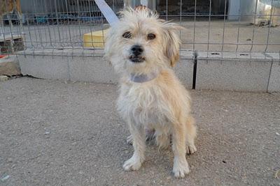 Lolo CHIQUITIN DE 5 AÑOS PIDIENDO COMIDA EN UN BAR, ABANDONADO. Valdepeñas (Ciudad Real)