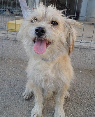 Lolo CHIQUITIN DE 5 AÑOS PIDIENDO COMIDA EN UN BAR, ABANDONADO. Valdepeñas (Ciudad Real)