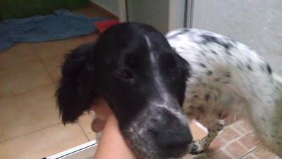 NADIE PREGUNTA POR ELLA, Cruce de Cocker o setter encerrada en un local!