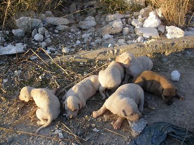 Mama y 6 cachorros en fábrica abandonada ¡SE MUEREN DE FRÍO Y SE MOJAN CON LA LLUVIA!!!! Sevilla ¡ACOGIDA URGENTE!!!