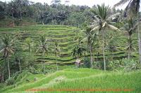 Bali, centro de la Isla I