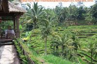 Bali, centro de la Isla I