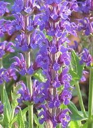 salvia Propiedades de la salvia