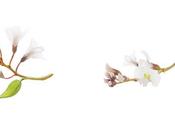 Darphin ideal resource