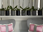 "pata gallo" también casa