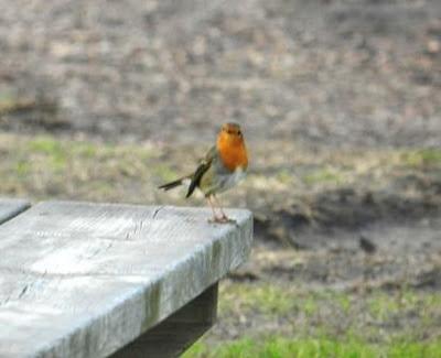 El nival a gusto y otros residentes