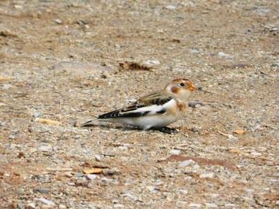 El nival a gusto y otros residentes