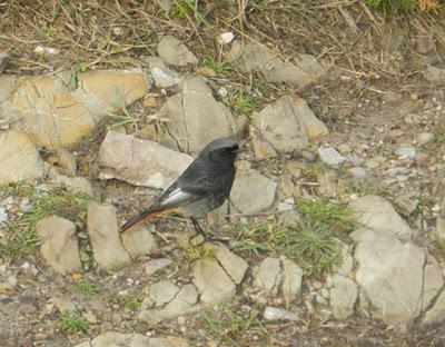 El nival a gusto y otros residentes