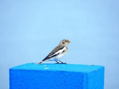 El nival a gusto y otros residentes