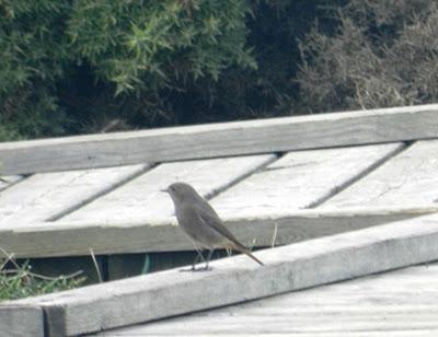 El nival a gusto y otros residentes