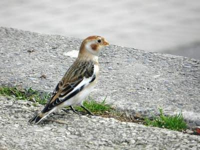 El nival a gusto y otros residentes