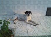 Alcolea pointer hembra probablemente preñada calle. pueblo sevilla. urgente!!