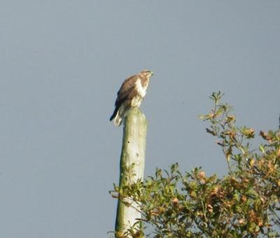 Un busardo ratonero un poco diferente
