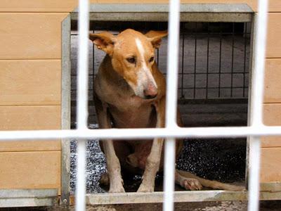 PODENCO EN LA PERRERA DE MOVERA!!! (ZARAGOZA)