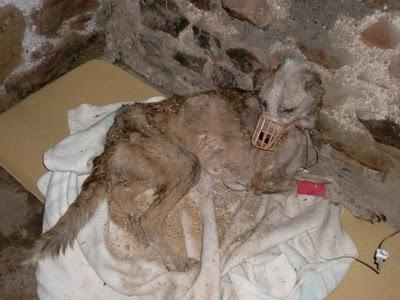 AYUDA PARA LUNA , MALTRATADA BRUTALMENTE. SOS (CÓRDOBA)