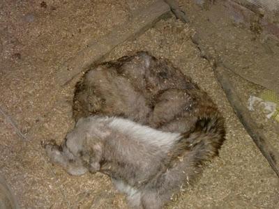 AYUDA PARA LUNA , MALTRATADA BRUTALMENTE. SOS (CÓRDOBA)