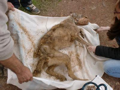 AYUDA PARA LUNA , MALTRATADA BRUTALMENTE. SOS (CÓRDOBA)