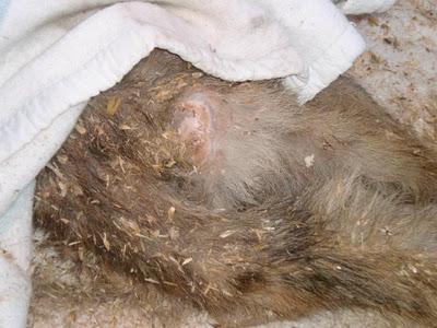 AYUDA PARA LUNA , MALTRATADA BRUTALMENTE. SOS (CÓRDOBA)