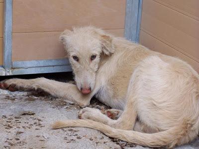 CACHORRO DE PODENCO EN ADOPCIÓN EN LA PERRERA DE MOVERA!!