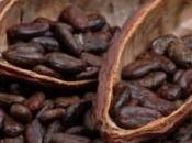 cacao hormona “amor”