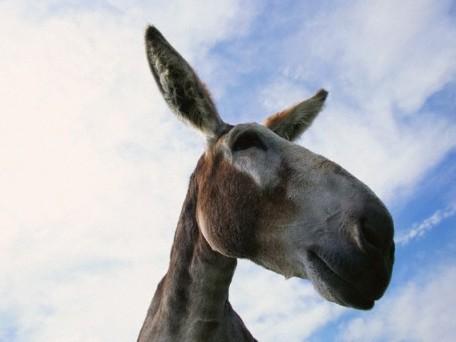 Donkey
