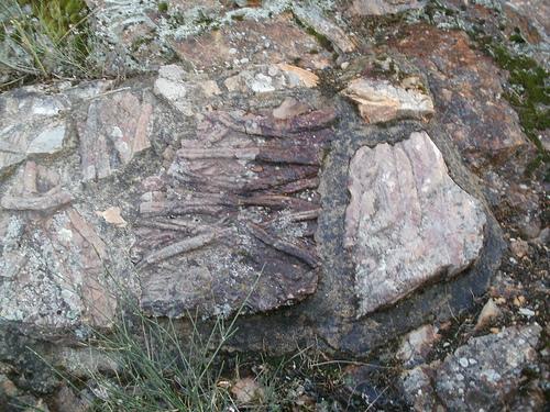 Trilobite VilluercasYokmoktree Extremadura