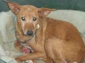 Podenca, herida perrera, necesita milagro toda regla Jerez)