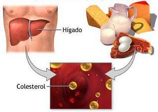 colesterol Consejos para prevenir la arteroesclerosis