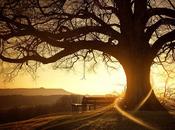 consejos indígenas norteamericanos