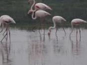 Doñana cumple años como Patrimonio Humanidad