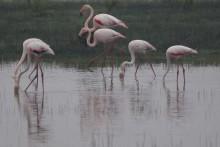 Doñana cumple 17 años como Patrimonio de la Humanidad