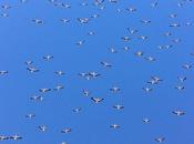 Adios cigüeña, adiós...