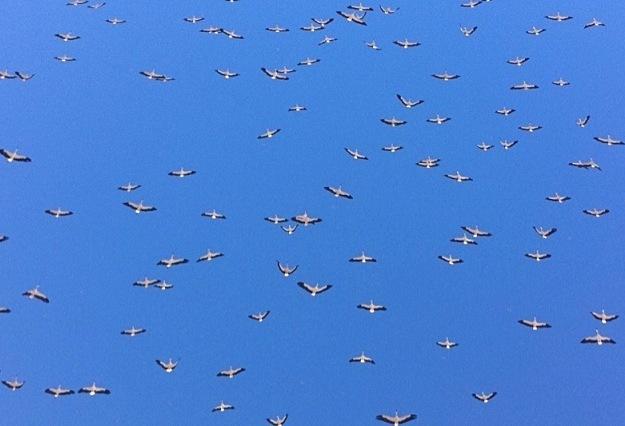 Adios cigüeña, adiós...