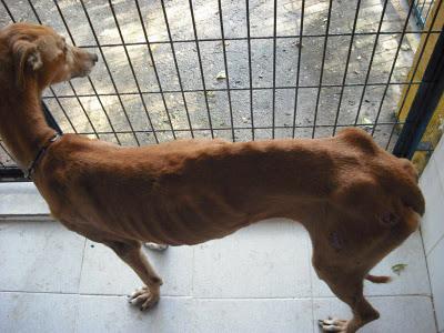 Galgas esqueléticas en la perrera de Jerez.