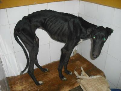 Galgas esqueléticas en la perrera de Jerez.